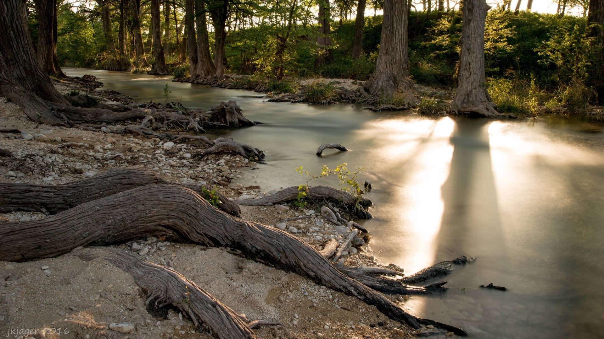 Bald Cypress trees along a river at sunset HD Wallpaper