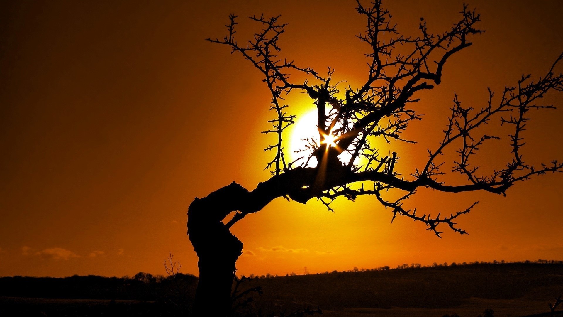 Silhouette of a bent tree against the sun HD Wallpaper