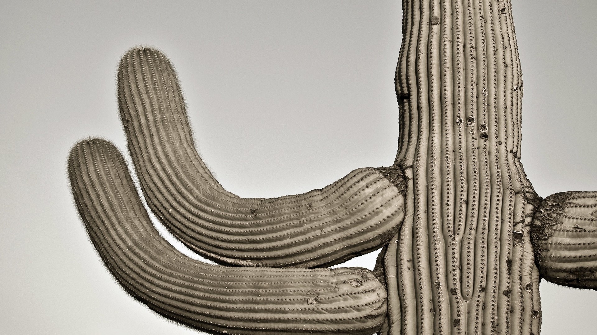 Close-up of a Saguaro Cactus with arms HD Wallpaper
