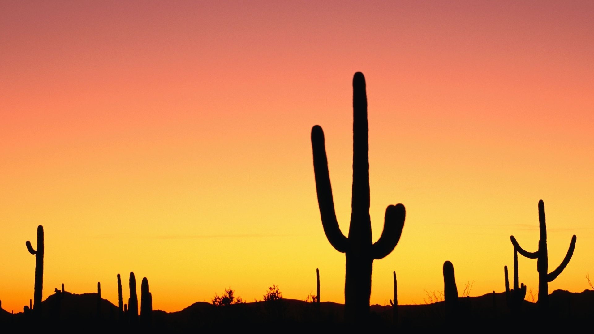 Cacti silhouetted against a desert sunset HD Wallpaper