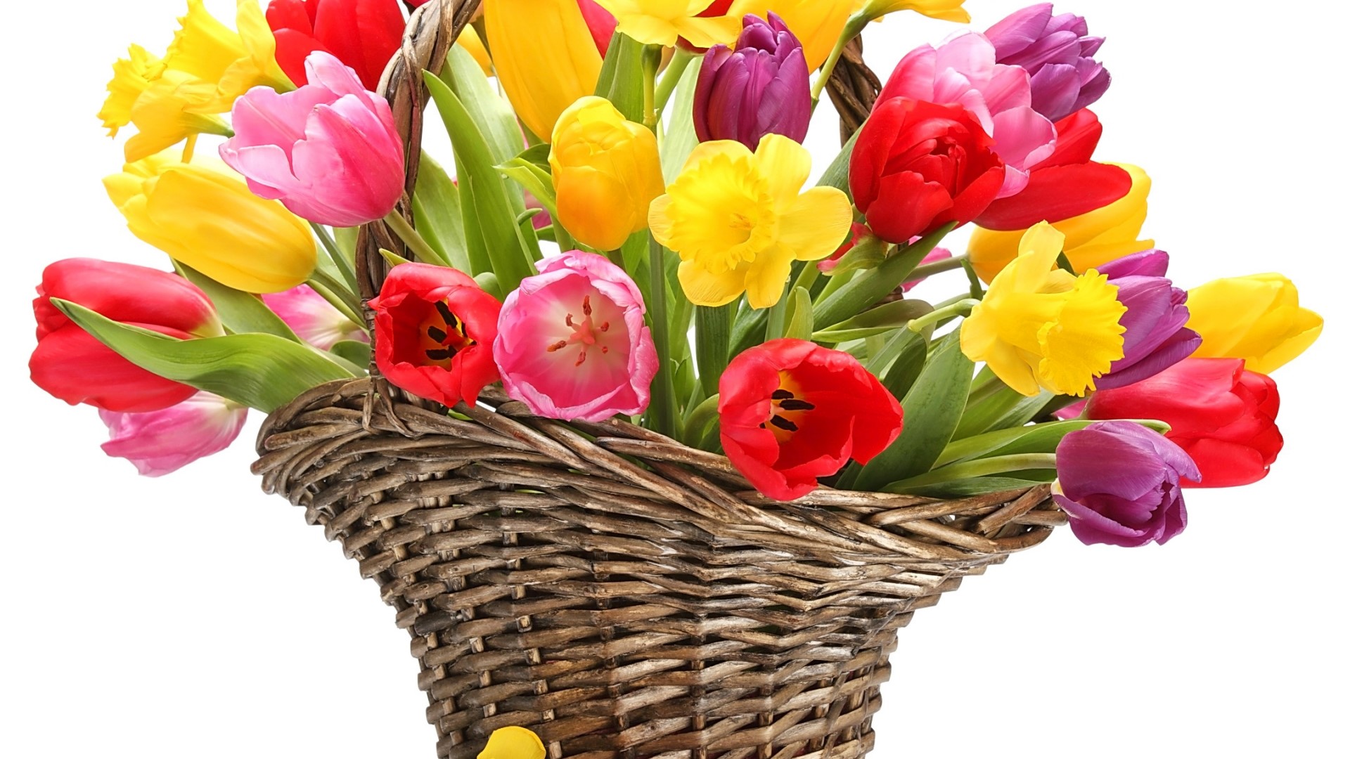 Colorful Tulips and Daffodils in a Wicker Basket HD Wallpaper