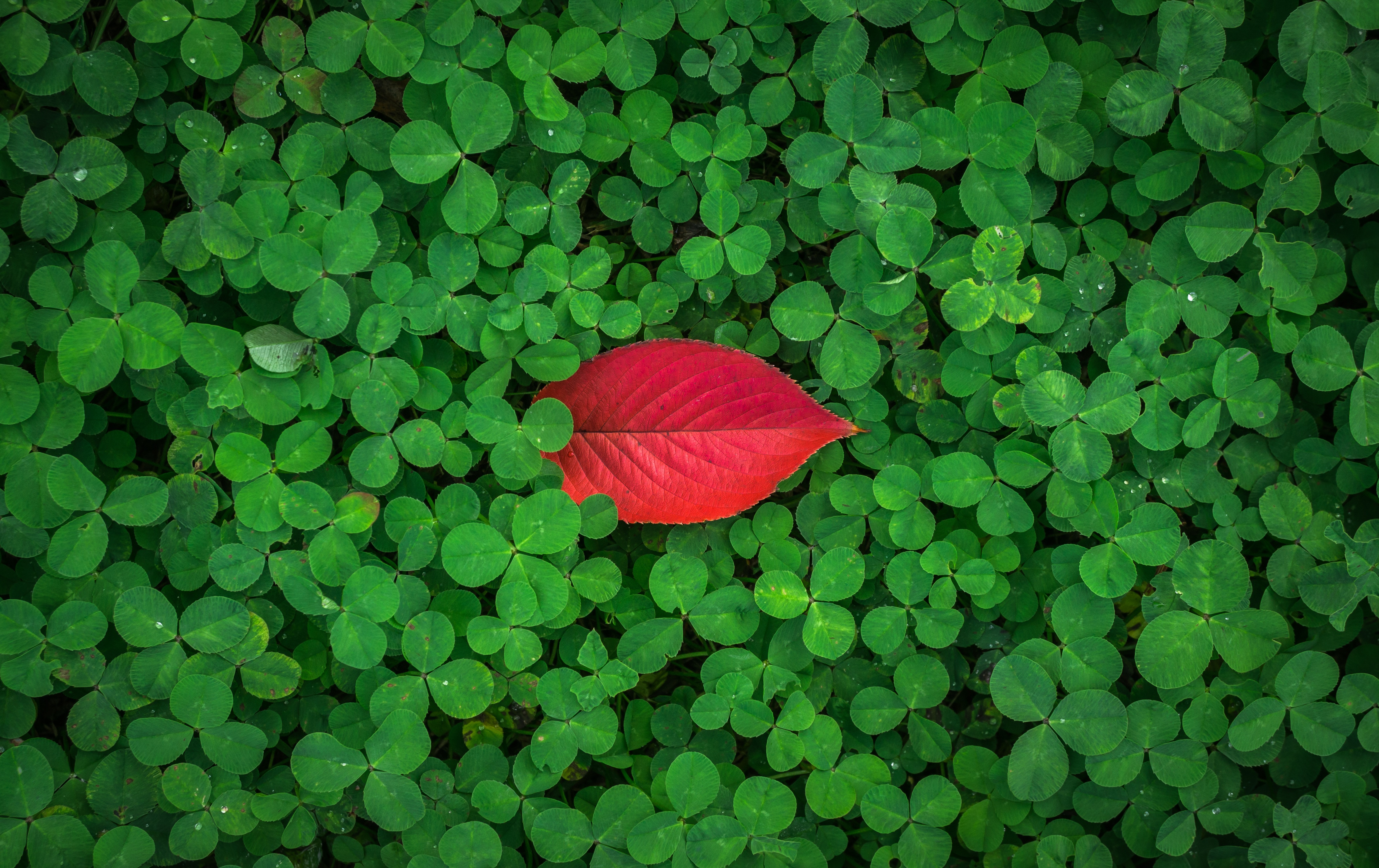Red leaf on shamrock leaves 4K HD Wallpaper