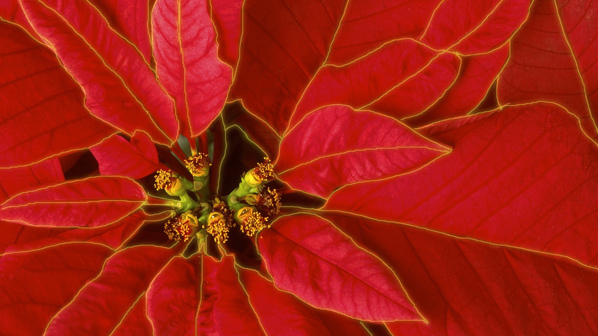 Close-up of red Poinsettia flowers HD Wallpaper
