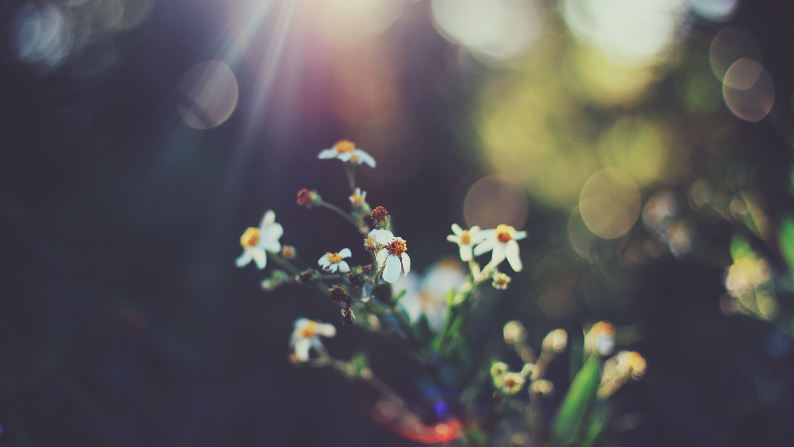 Retro flowers with bokeh and sun flares HD Wallpaper