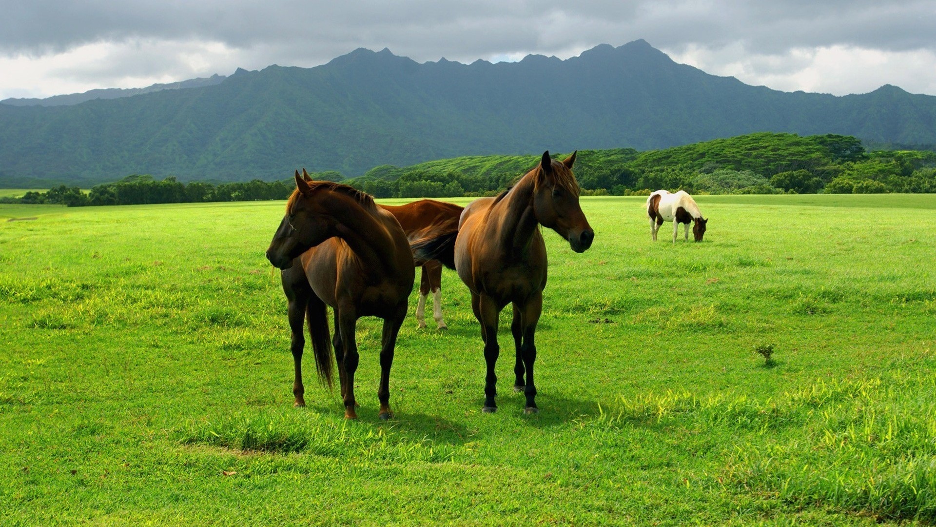Horses in a green field with mountains HD Wallpaper