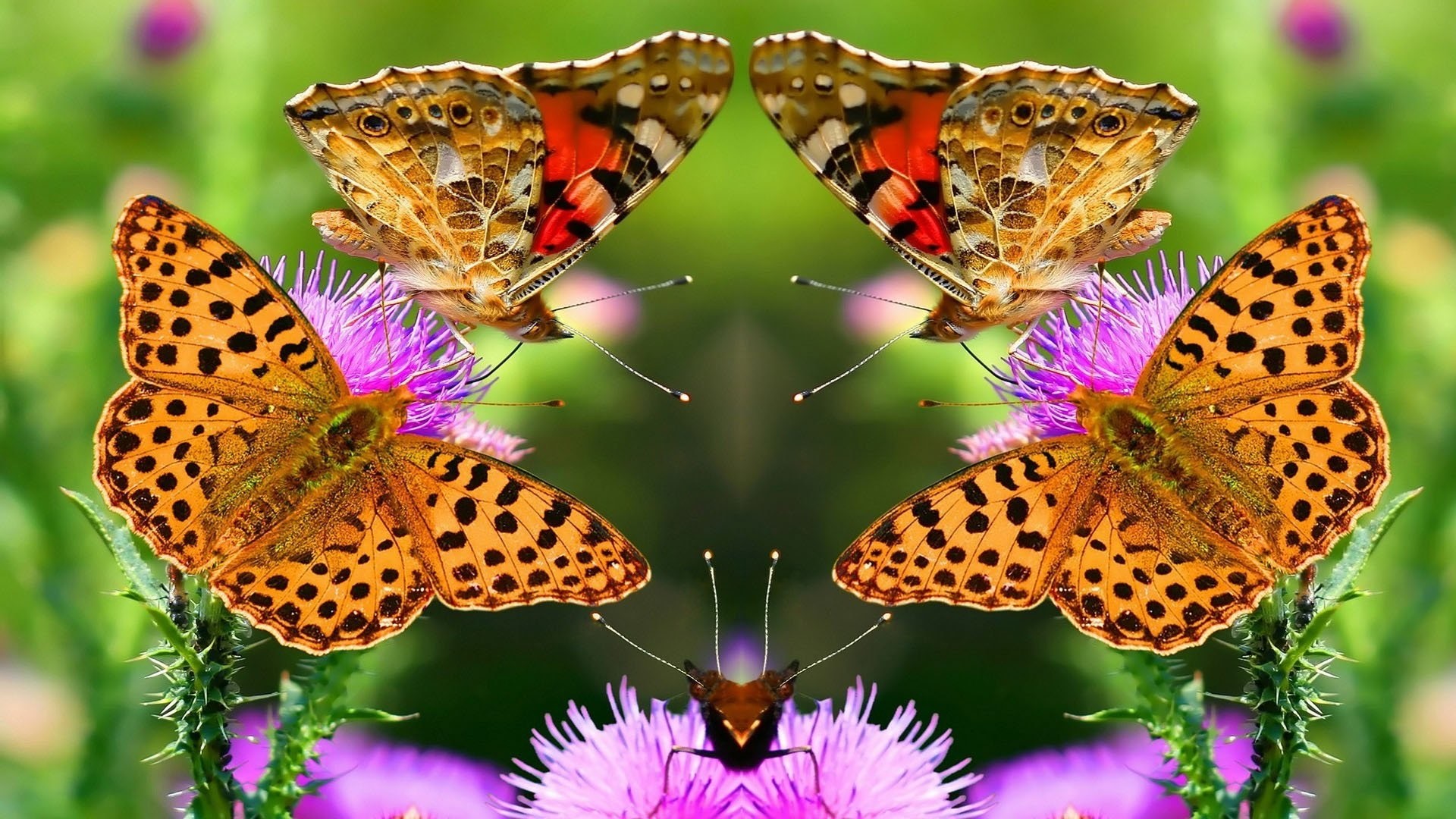 Beautiful Butterflies on Purple Thistle Flowers HD Wallpaper