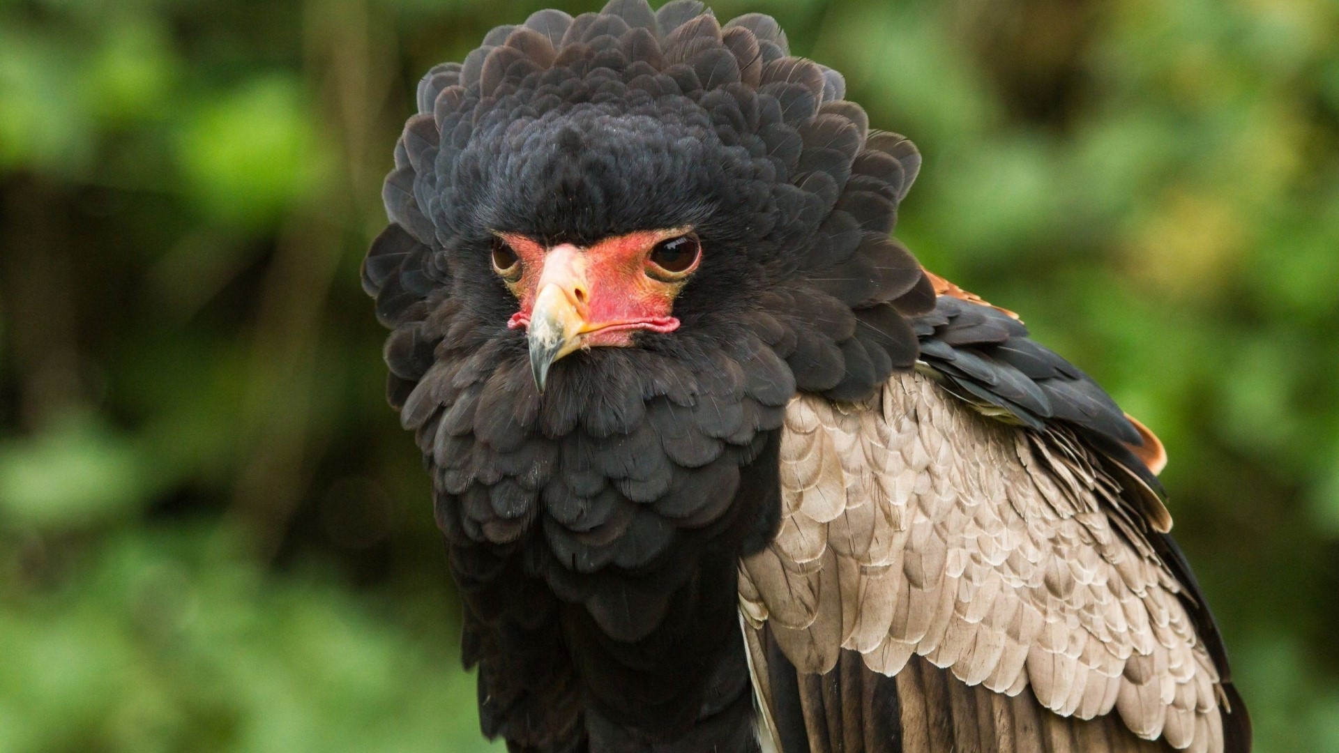 Bateleur eagle with black and tan feathers HD Wallpaper
