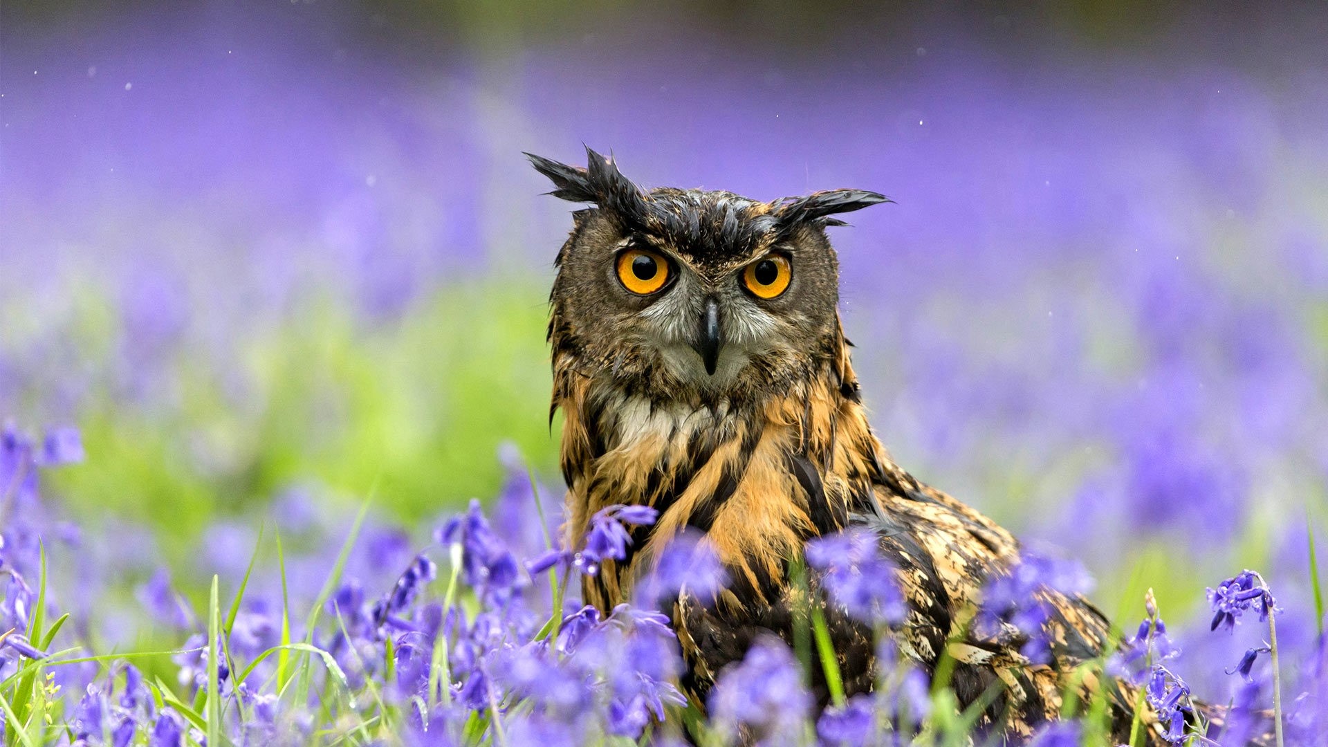Eurasian Eagle Owl in a field of bluebells HD Wallpaper