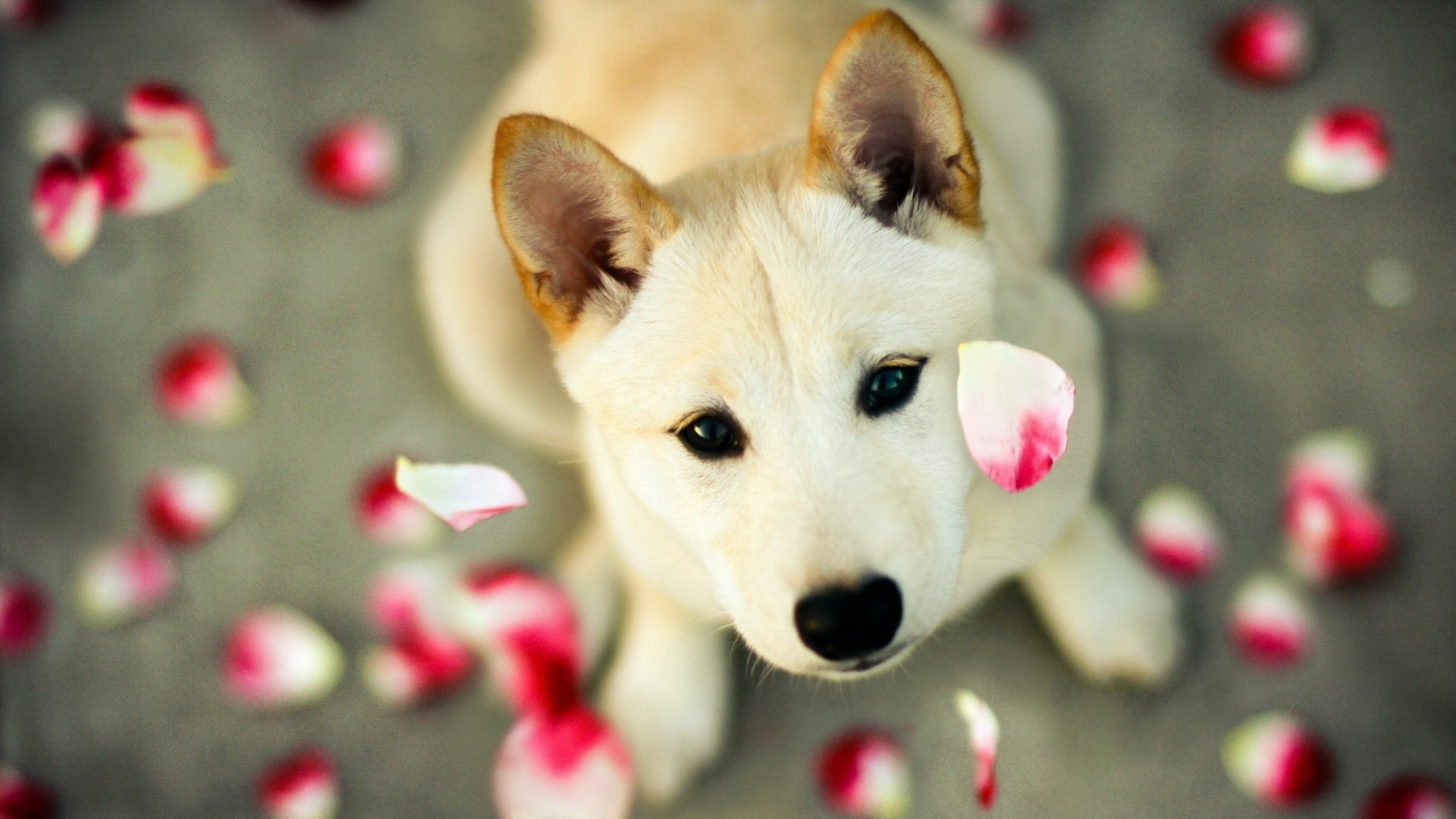 White dog with pink and white petals HD Wallpaper