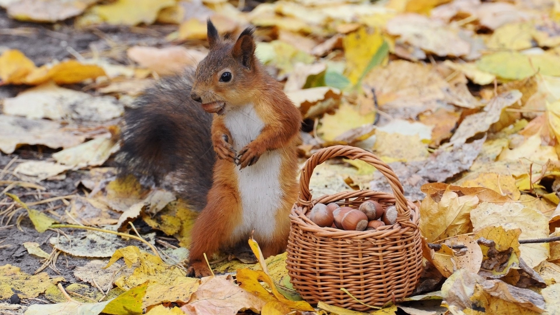Squirrel with a basket of nuts in autumn leaves HD Wallpaper