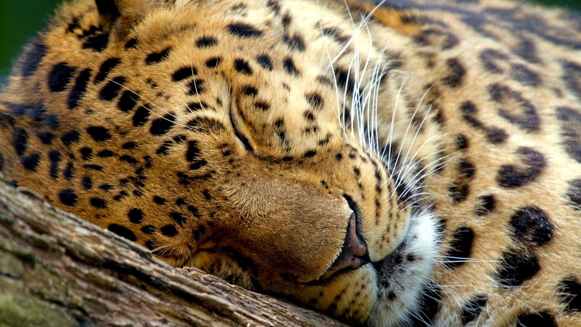 Leopard sleeping on a tree branch HD Wallpaper