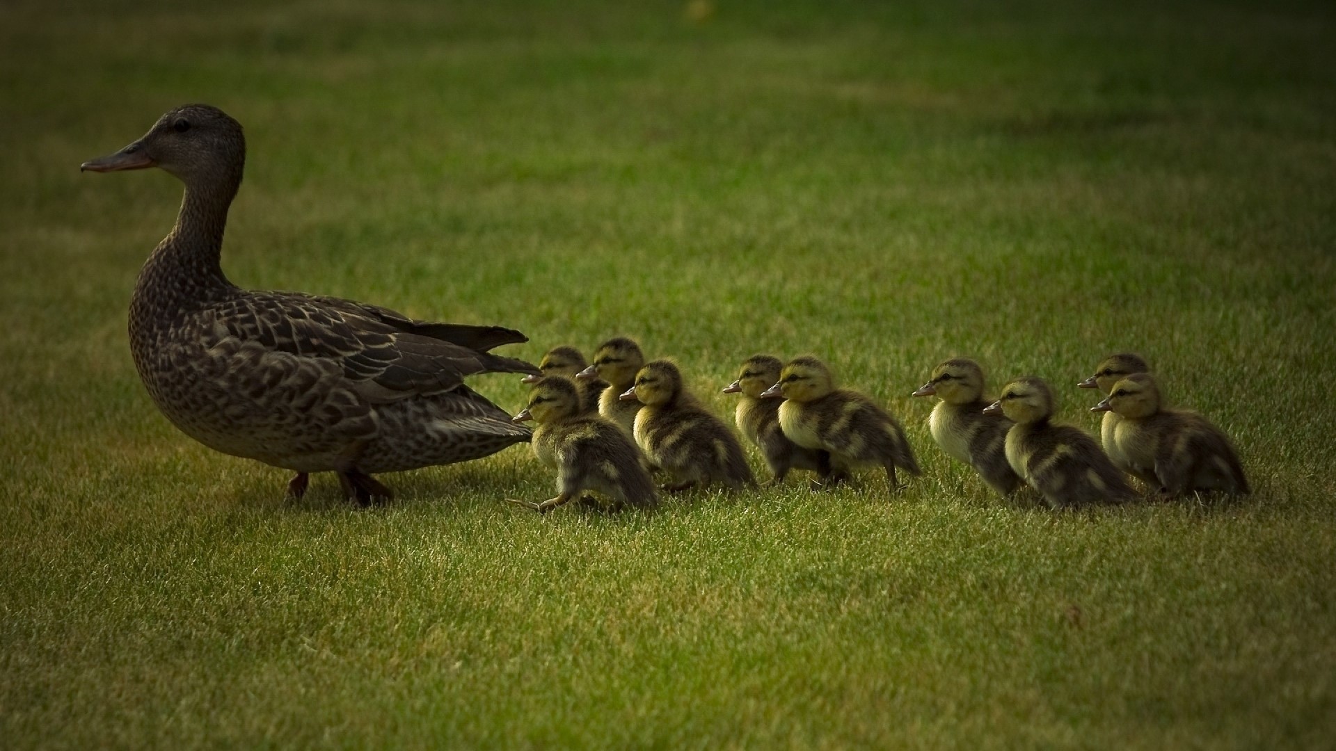 Mother duck with ducklings on grass HD Wallpaper