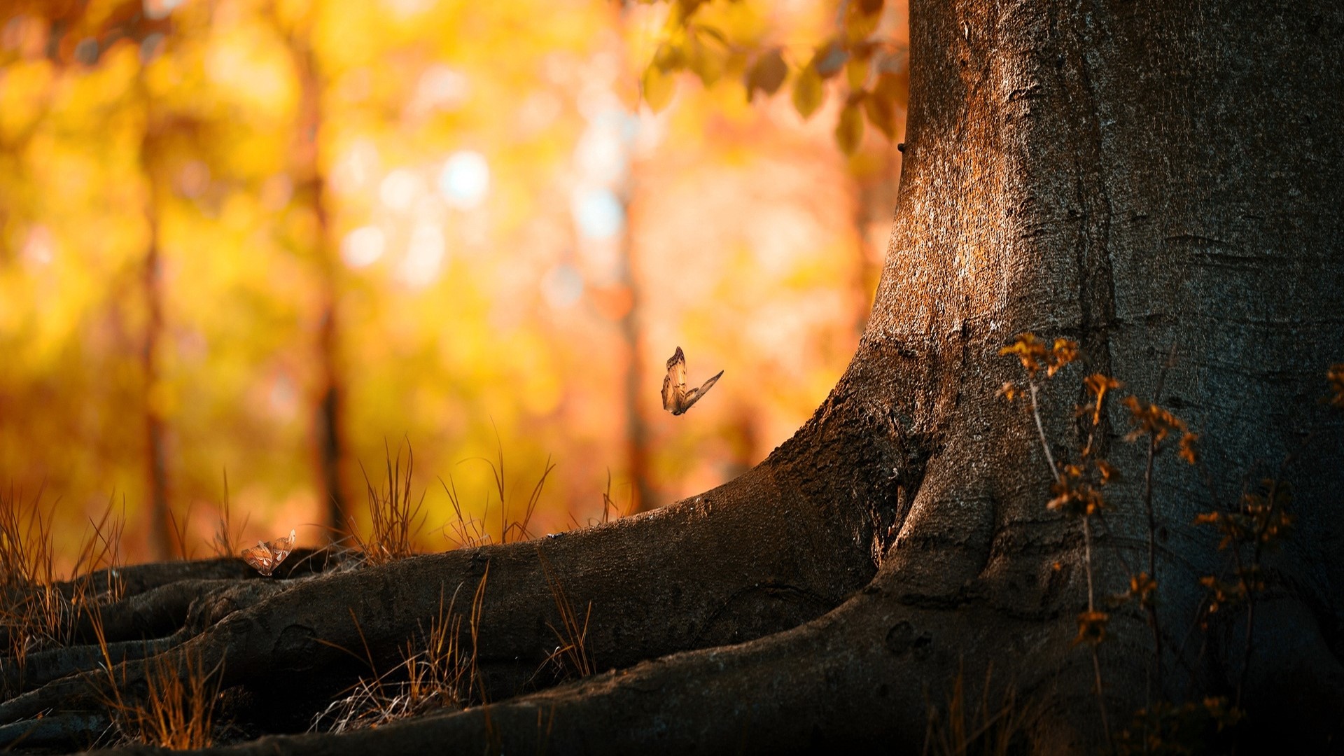 Butterfly near a large tree with autumn foliage HD Wallpaper