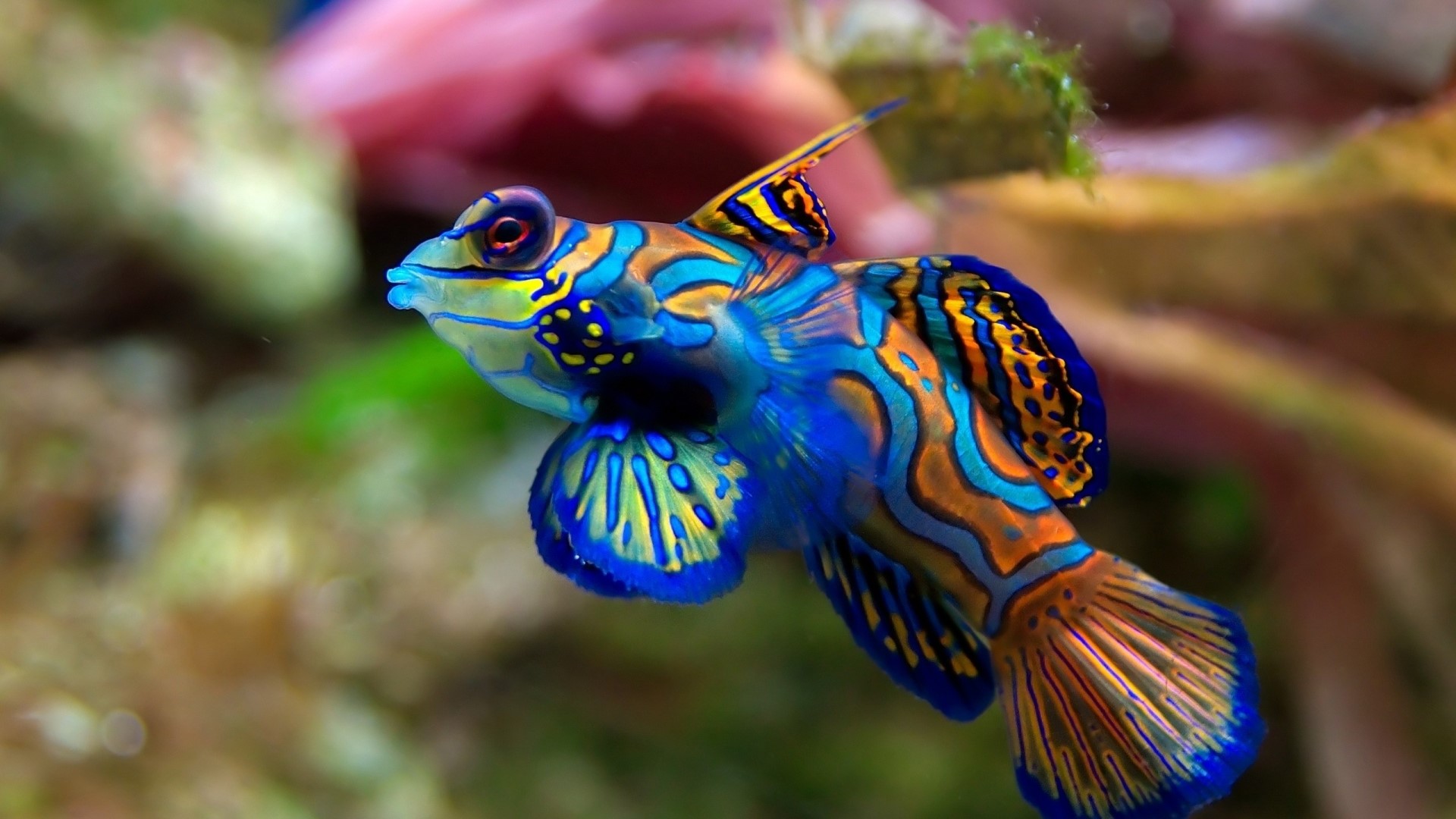 Mandarin Goby Fish HD Wallpaper