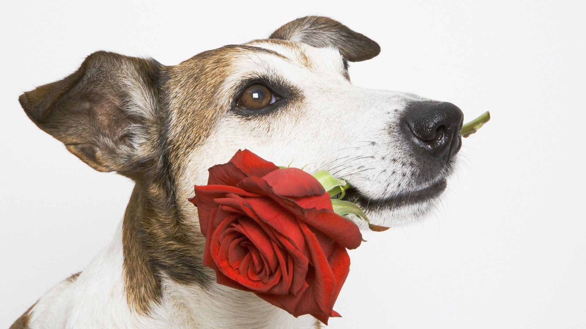 Dog holding a red rose in its mouth HD Wallpaper