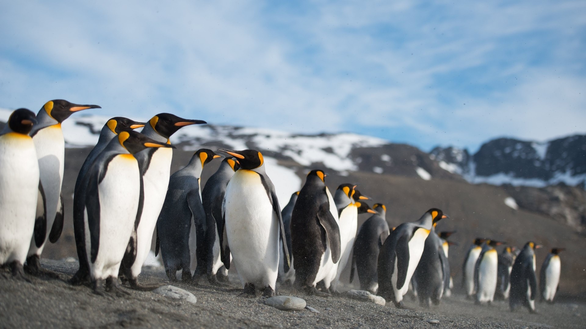 King Penguins on a Beach HD Wallpaper