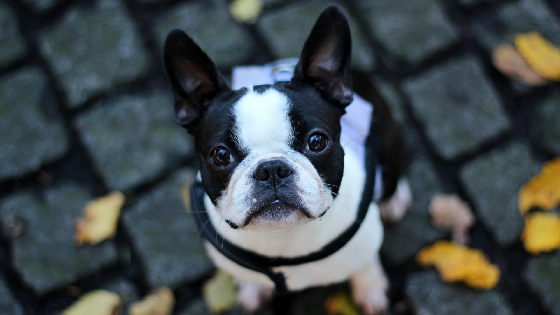 Boston Terrier dog on cobblestone path with leaves HD Wallpaper