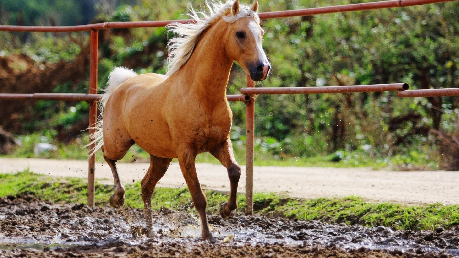 A tan horse running through mud HD Wallpaper