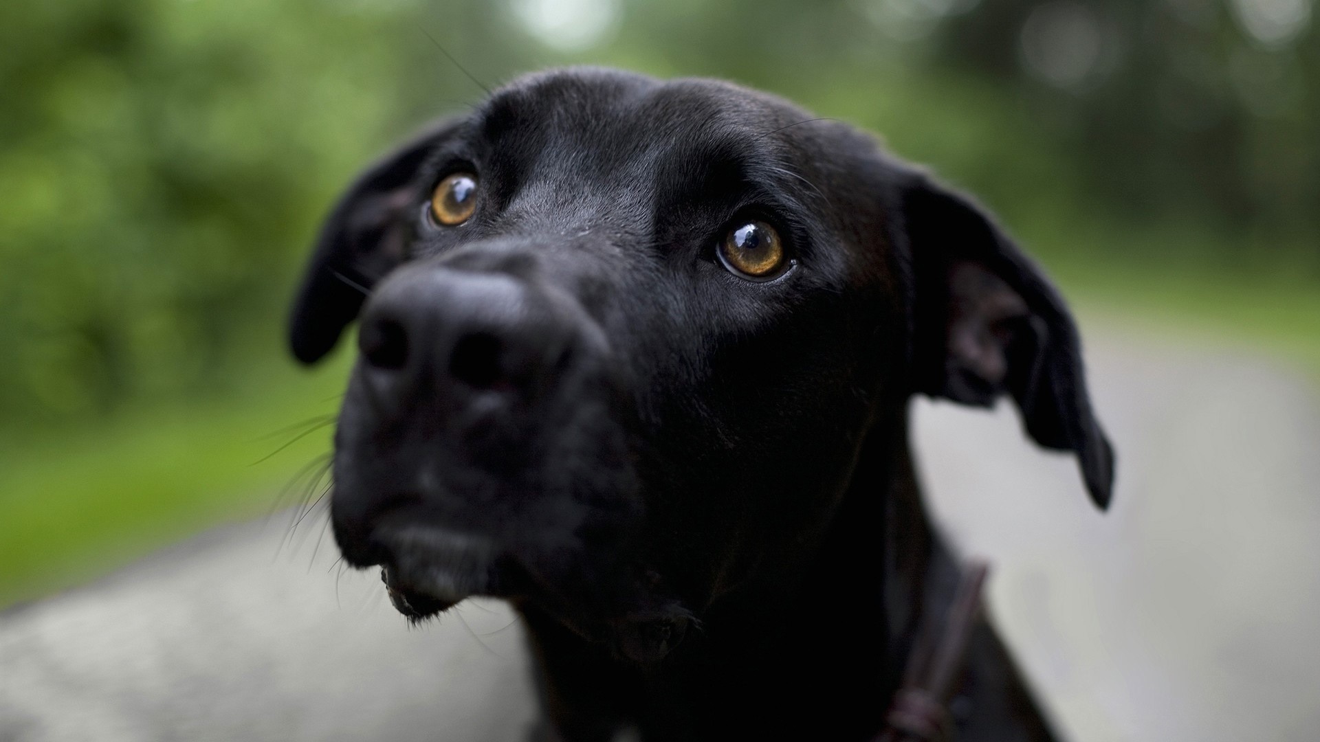 Black Dog Looking Up HD Wallpaper