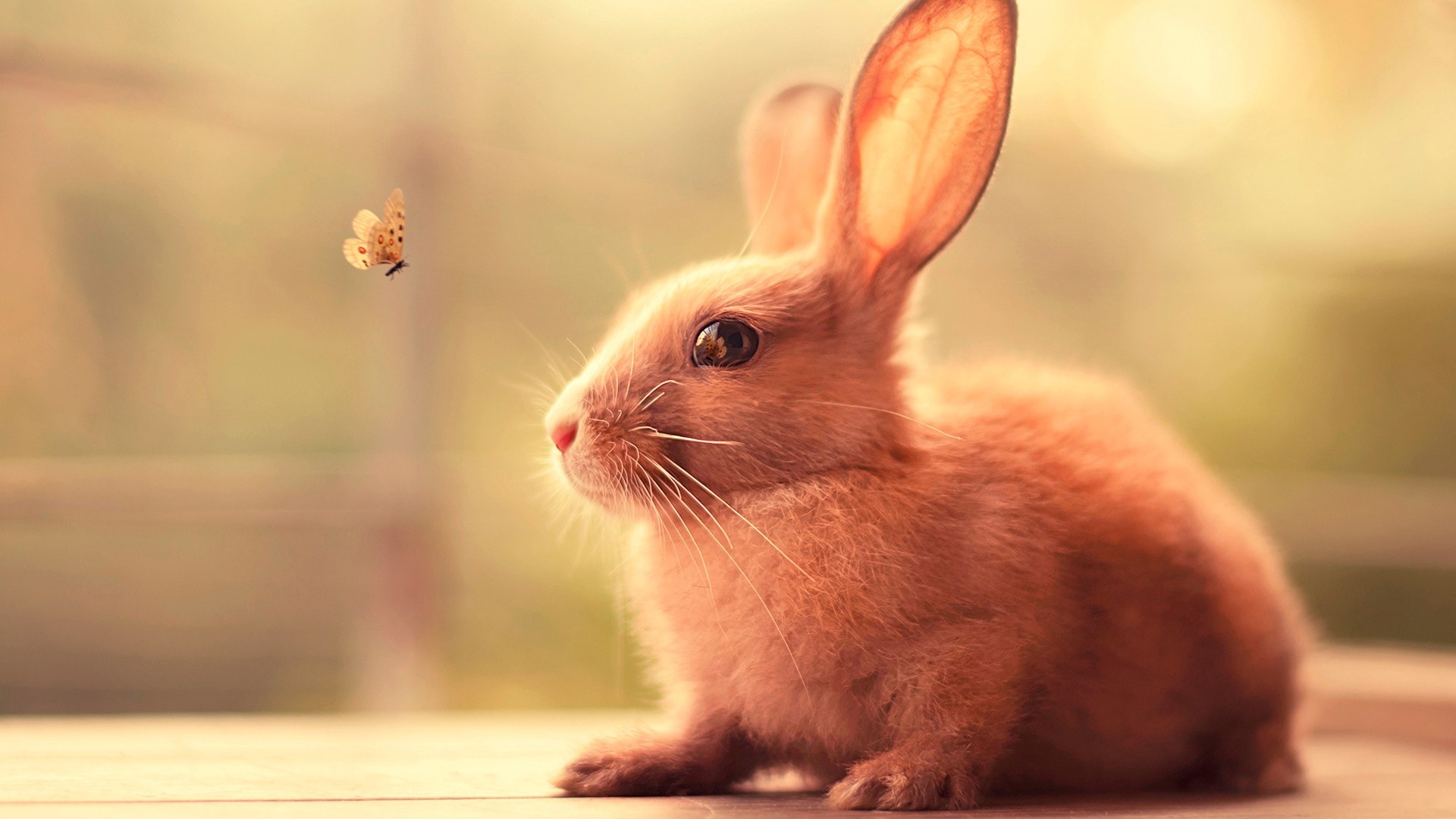 Cute Bunny and Butterfly HD Wallpaper