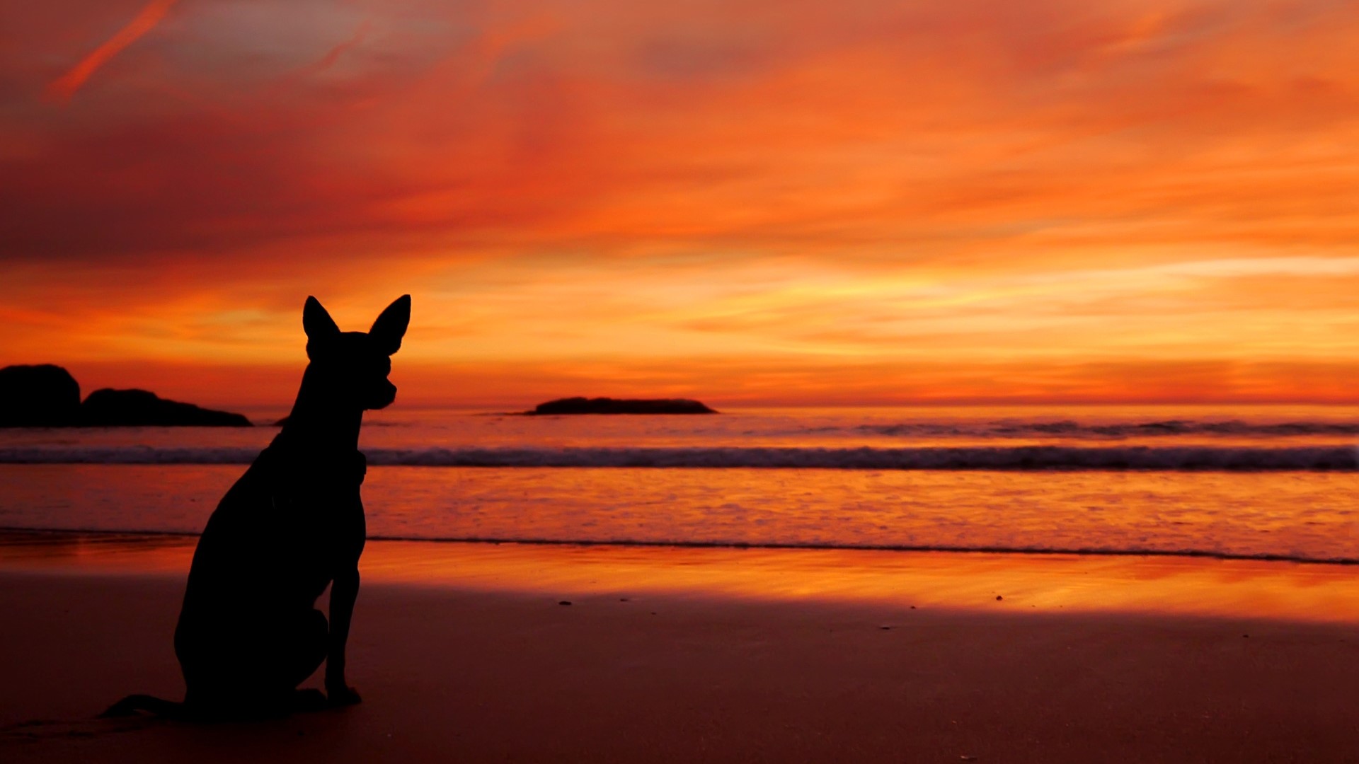 Dog silhouetted against a sunset over the ocean HD Wallpaper
