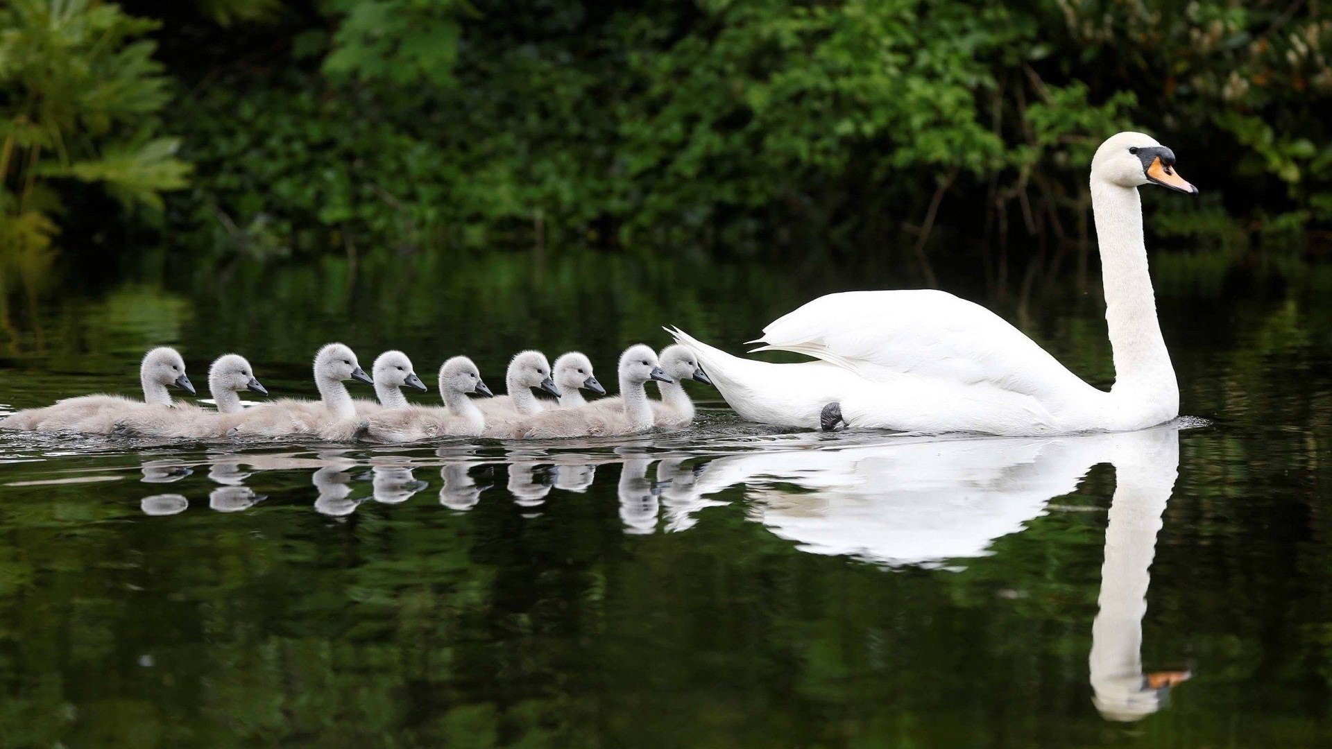Mother Swan and Cygnets Swimming in Lake HD Wallpaper