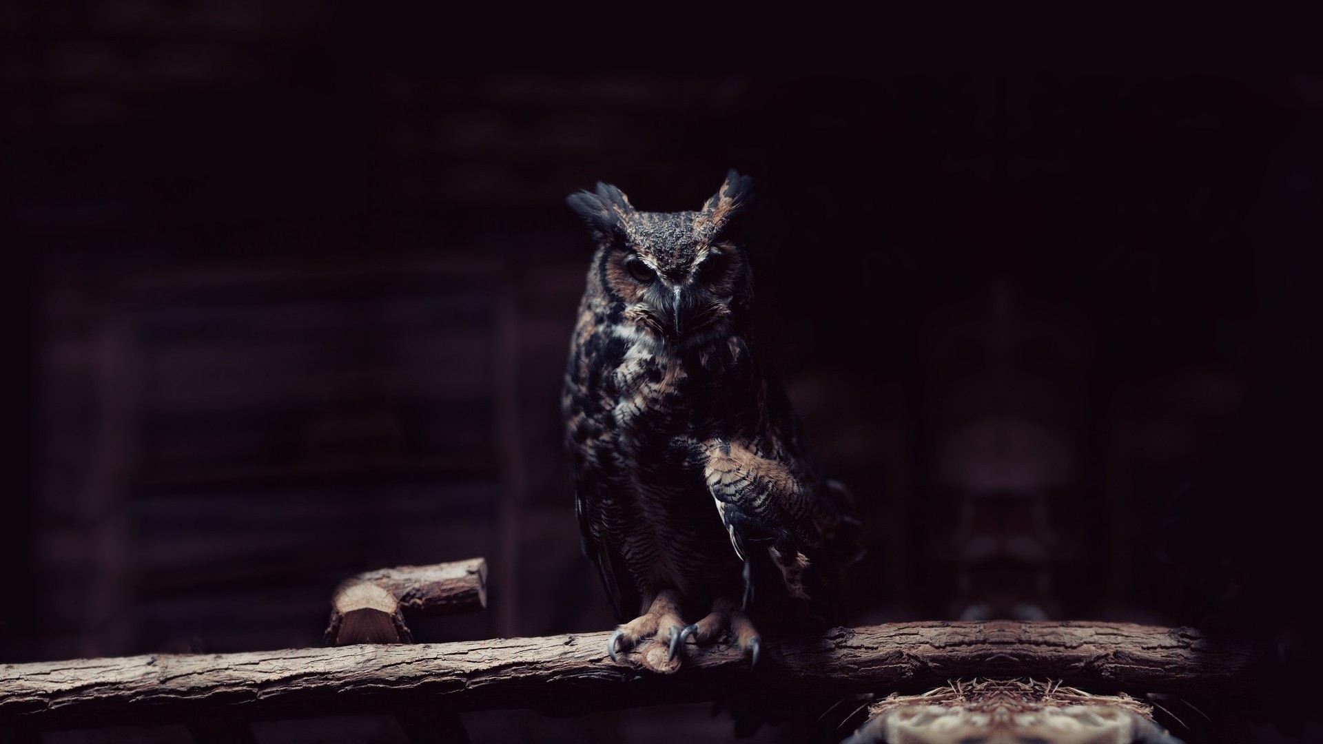 Great Horned Owl on a Branch HD Wallpaper