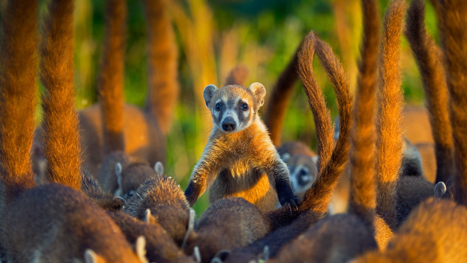 A group of Coatis on Cozumel Island HD Wallpaper