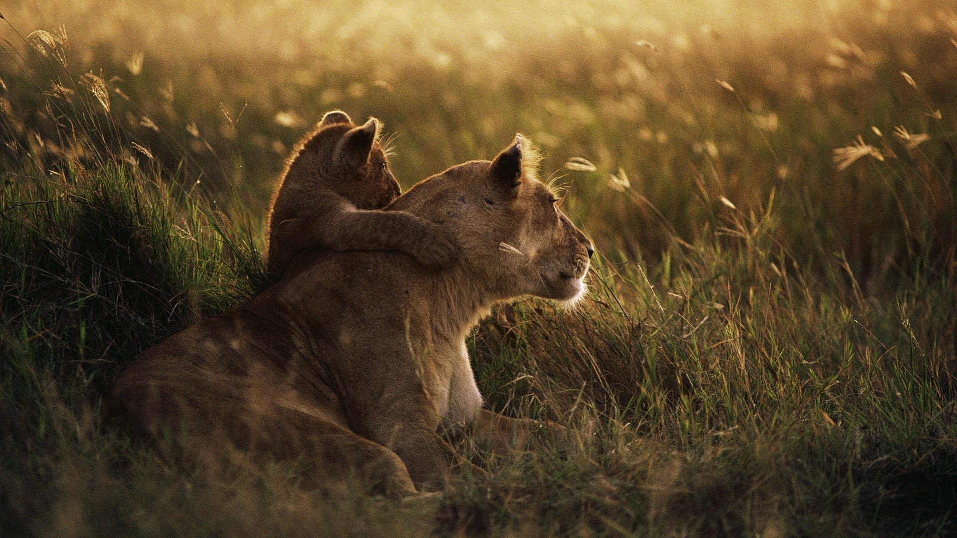 Lioness and cub in tall grass HD Wallpaper