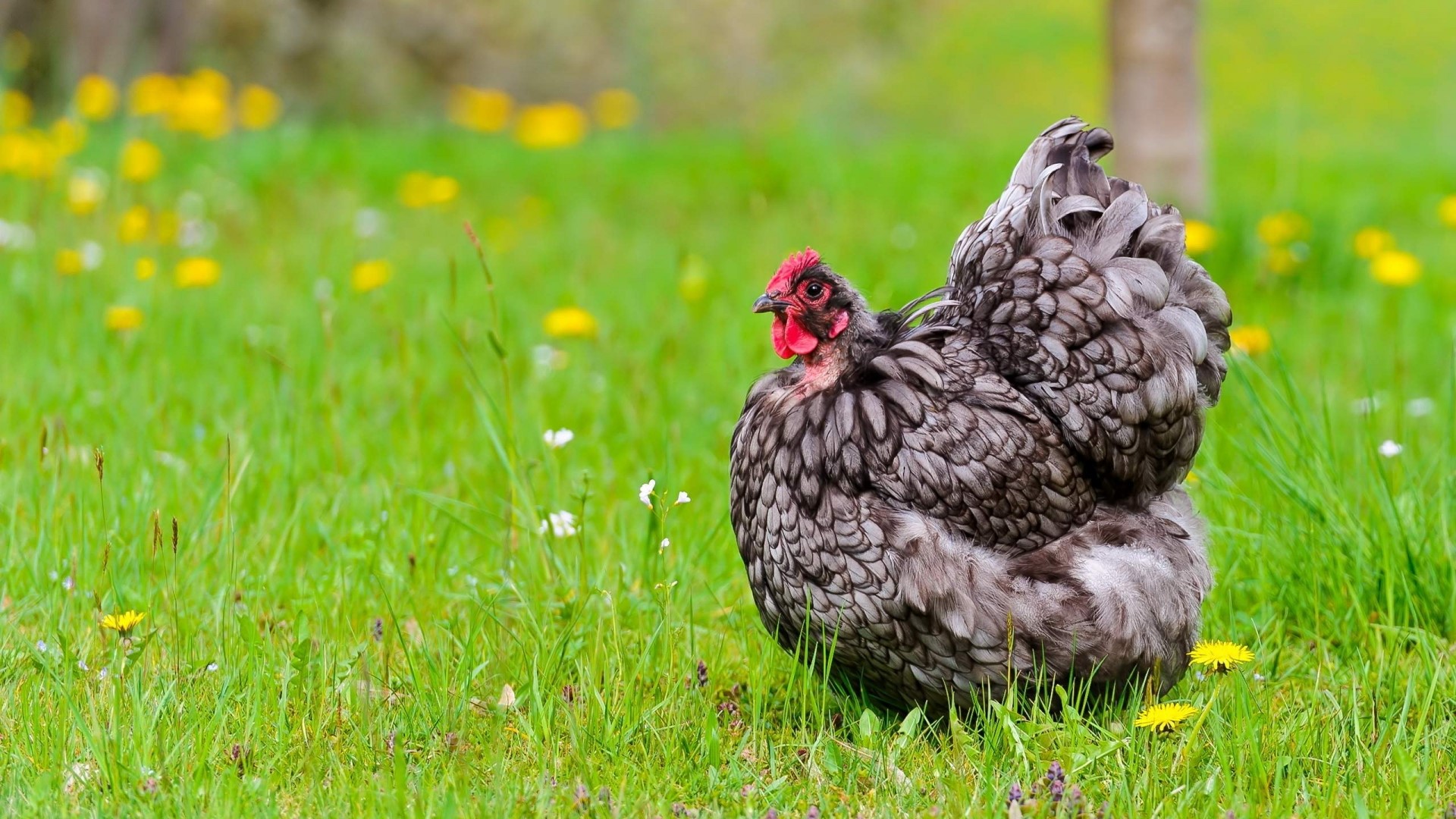 A gray chicken with black and white feathers stands in a grassy field with yellow flowers. HD Wallpaper