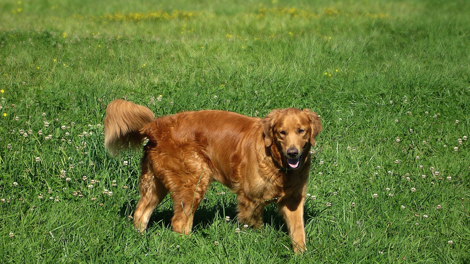 Golden Retriever standing in a grassy field HD Wallpaper