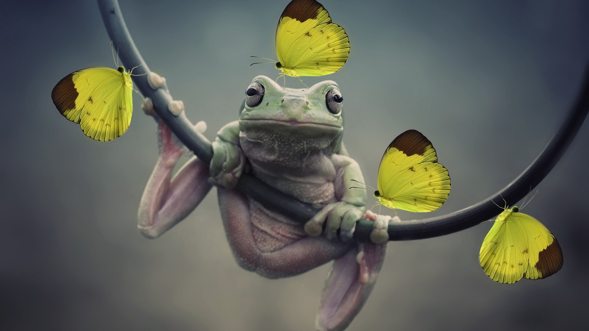 Frog with Yellow Butterflies on a Branch HD Wallpaper