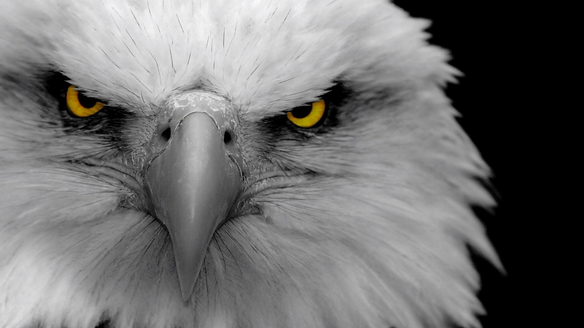Close-up of a Bald Eagle's face HD Wallpaper