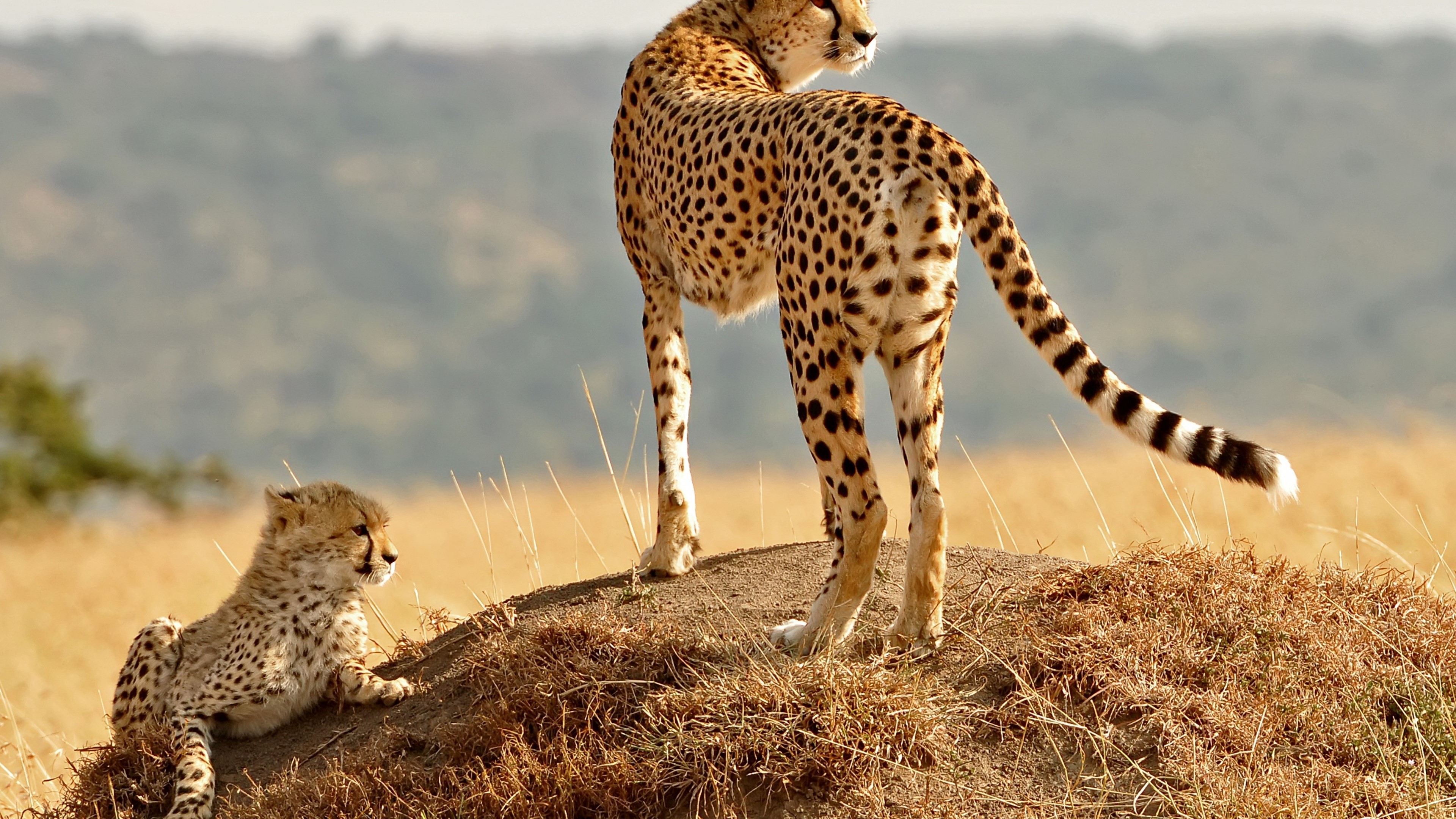 Cheetah and Kit HD Wallpaper