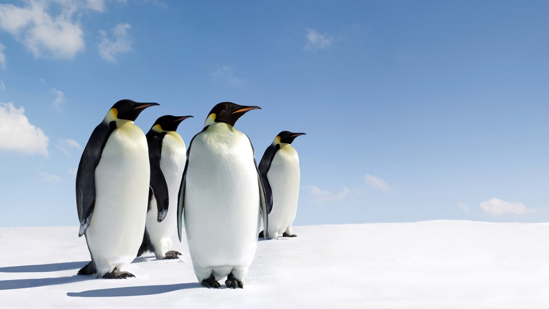 Four Emperor Penguins on a Snowy Landscape HD Wallpaper
