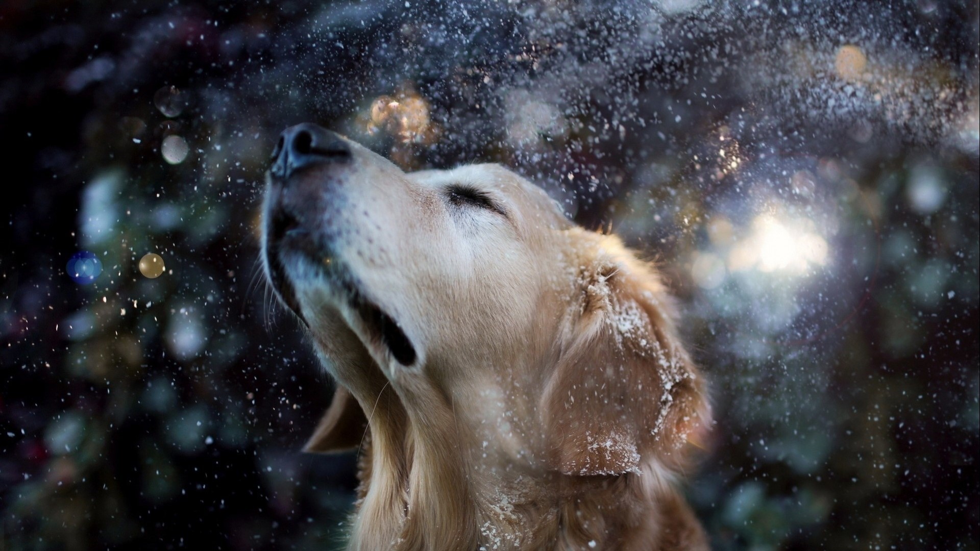 Golden Retriever Dog in Snow HD Wallpaper