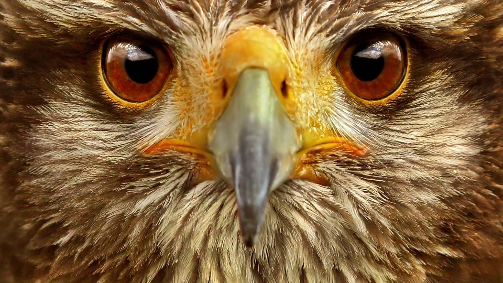 Close up of a hawk's face HD Wallpaper