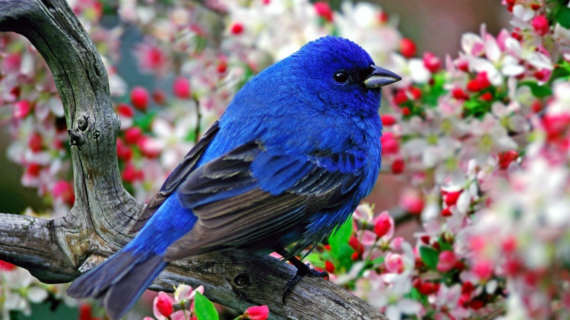 Indigo Bunting bird on a branch with flowers HD Wallpaper