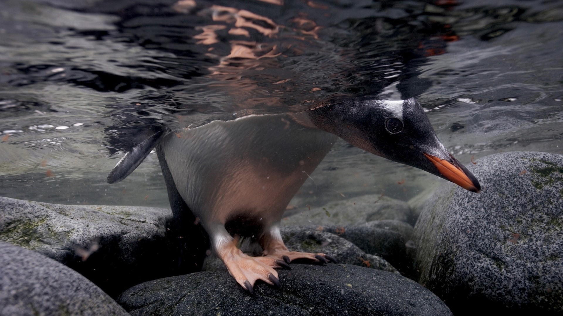 Penguin looks underwater near rocks HD Wallpaper