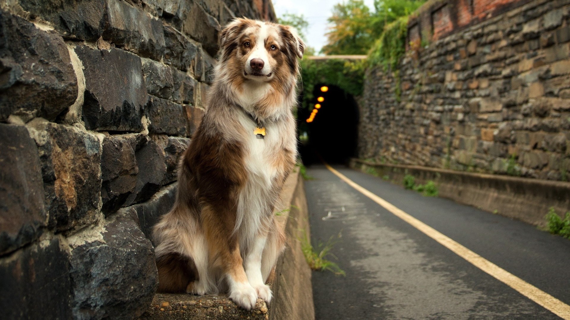 Australian Shepherd dog sitting by a stone wall and tunnel HD Wallpaper