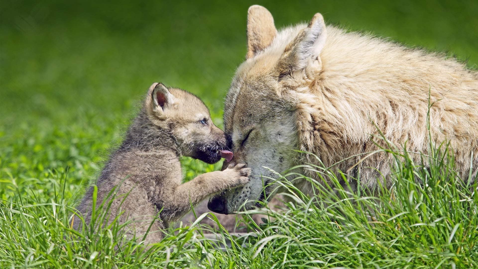 Wolf cub licking mother wolf's face HD Wallpaper
