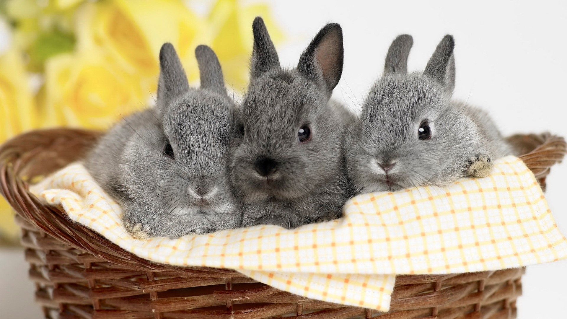 Three baby bunnies in a basket HD Wallpaper