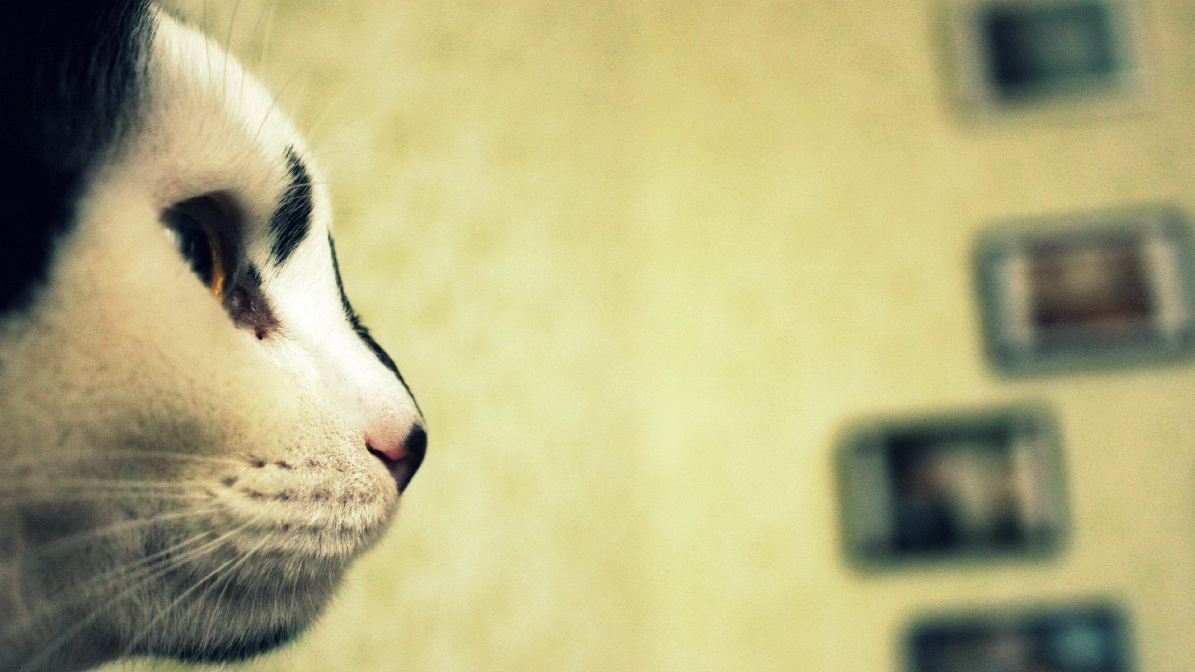 Close-up of a black and white cat's face HD Wallpaper