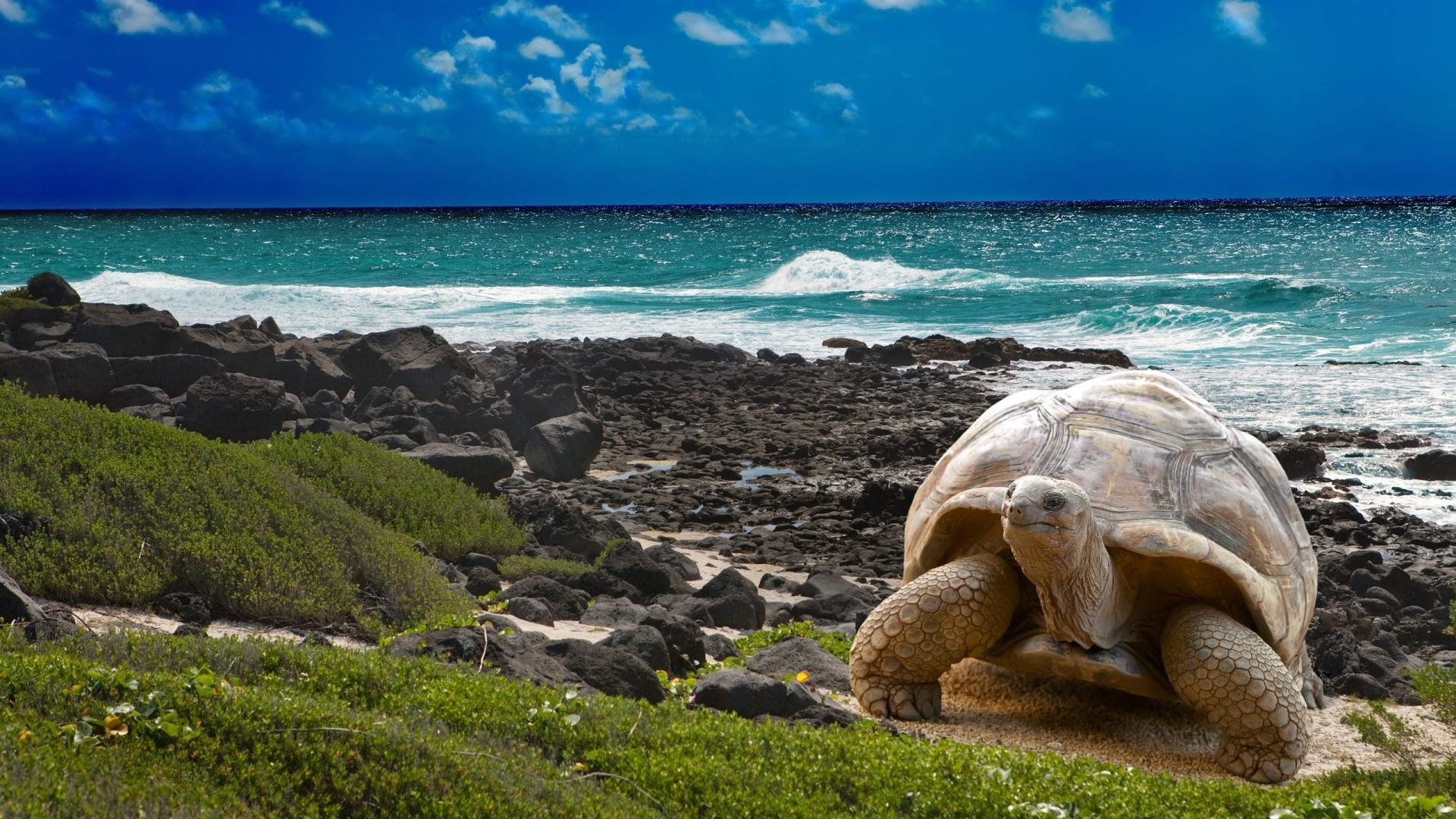 Great Tortoise on a Rocky Beach HD Wallpaper
