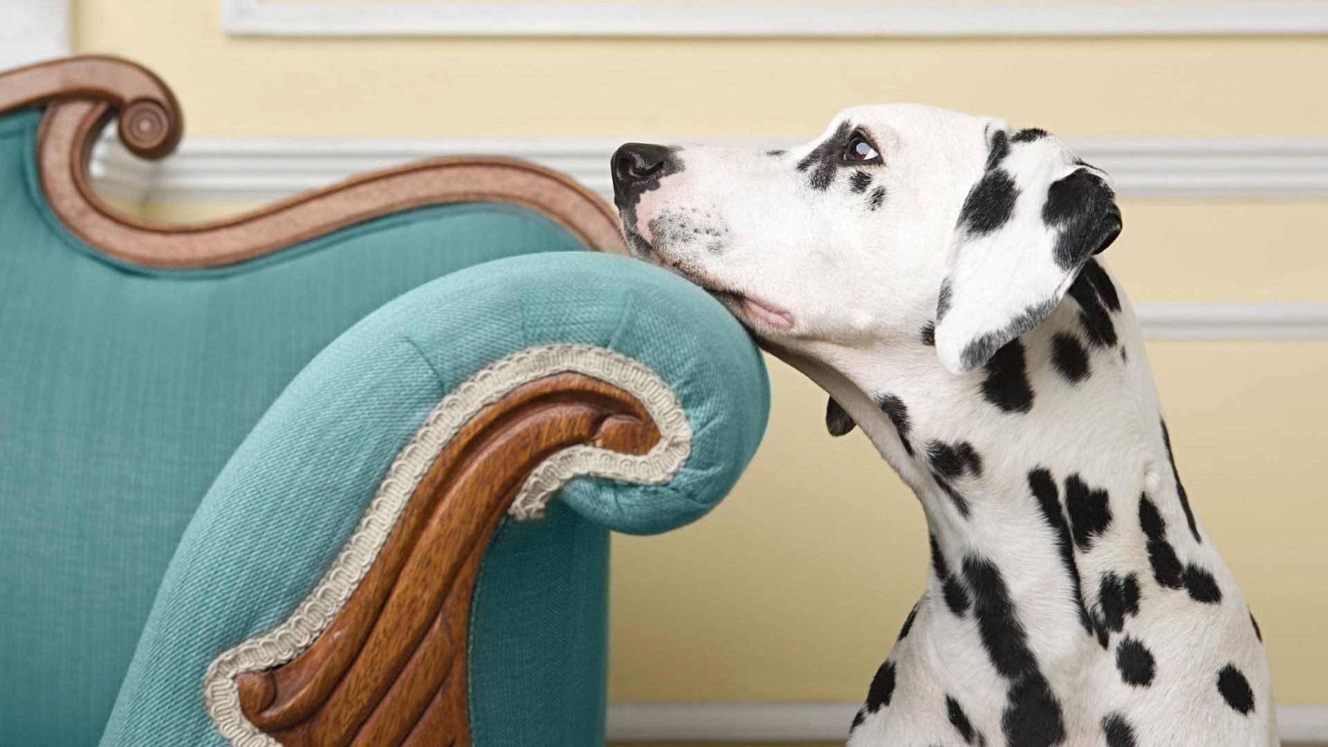 Dalmatian dog resting head on a chair HD Wallpaper