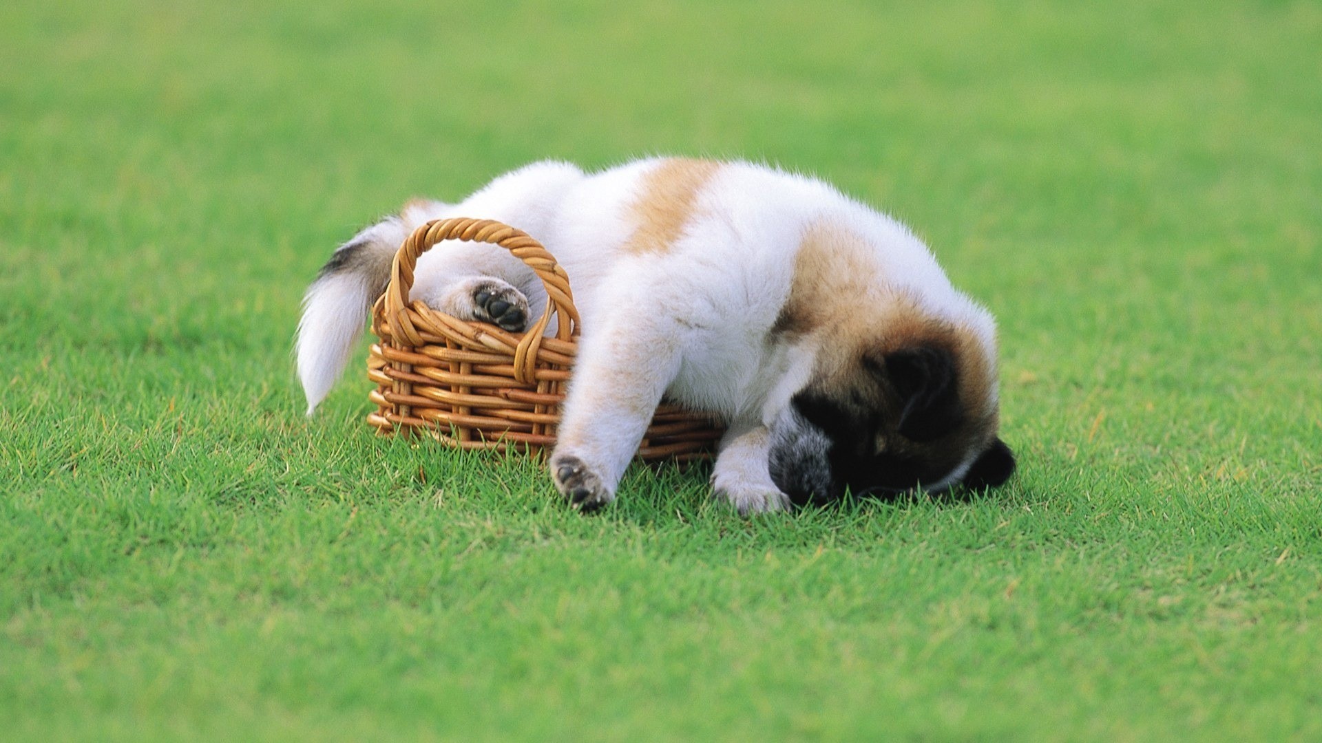 Puppy too big for basket on grass HD Wallpaper