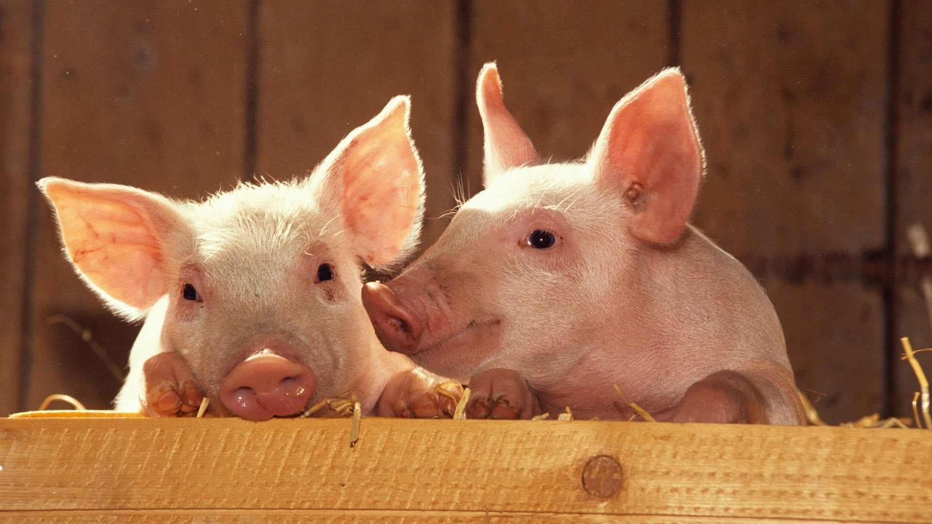 Two Cute Pigs in a Barn HD Wallpaper