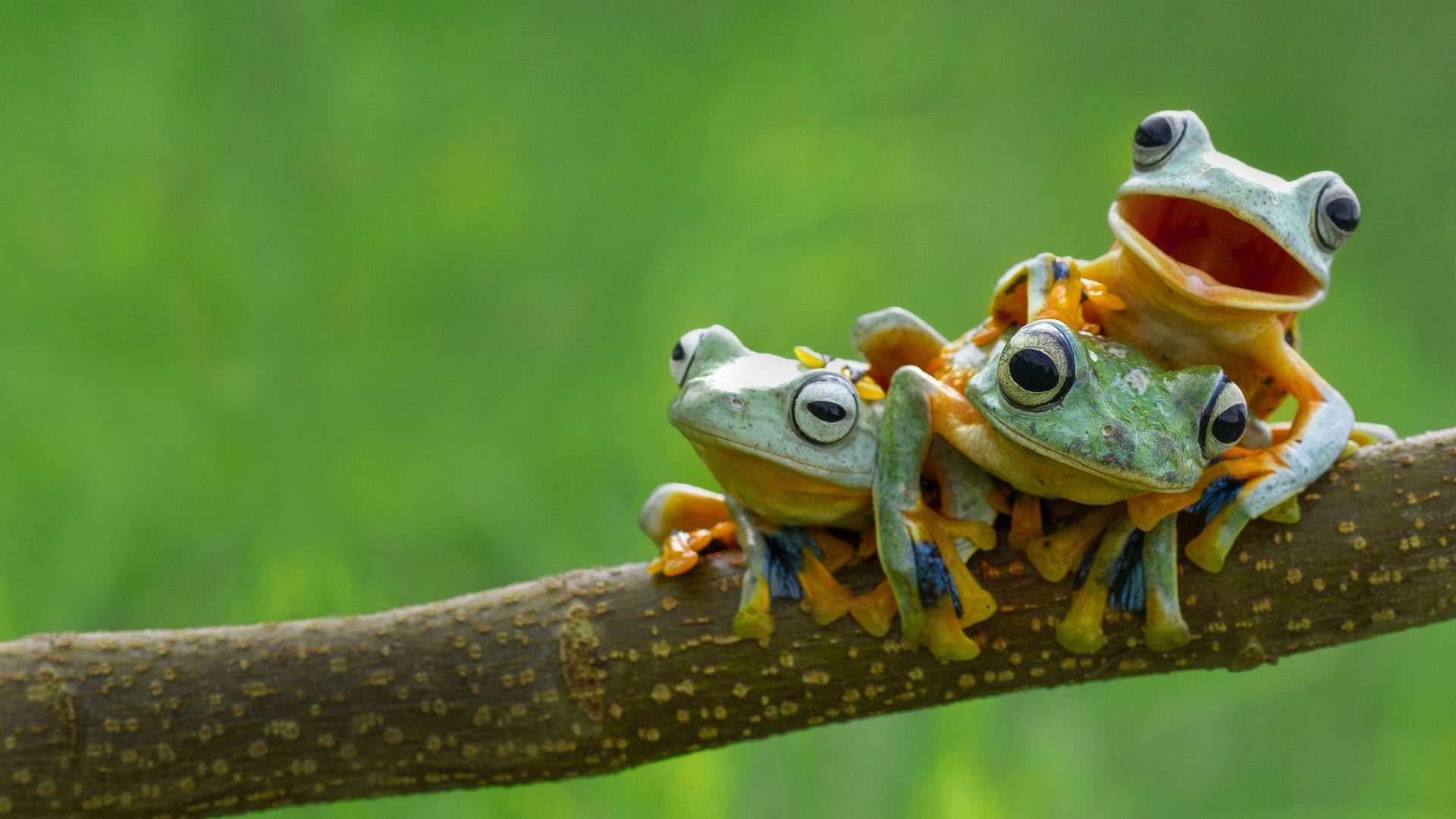 Three frogs on a branch HD Wallpaper