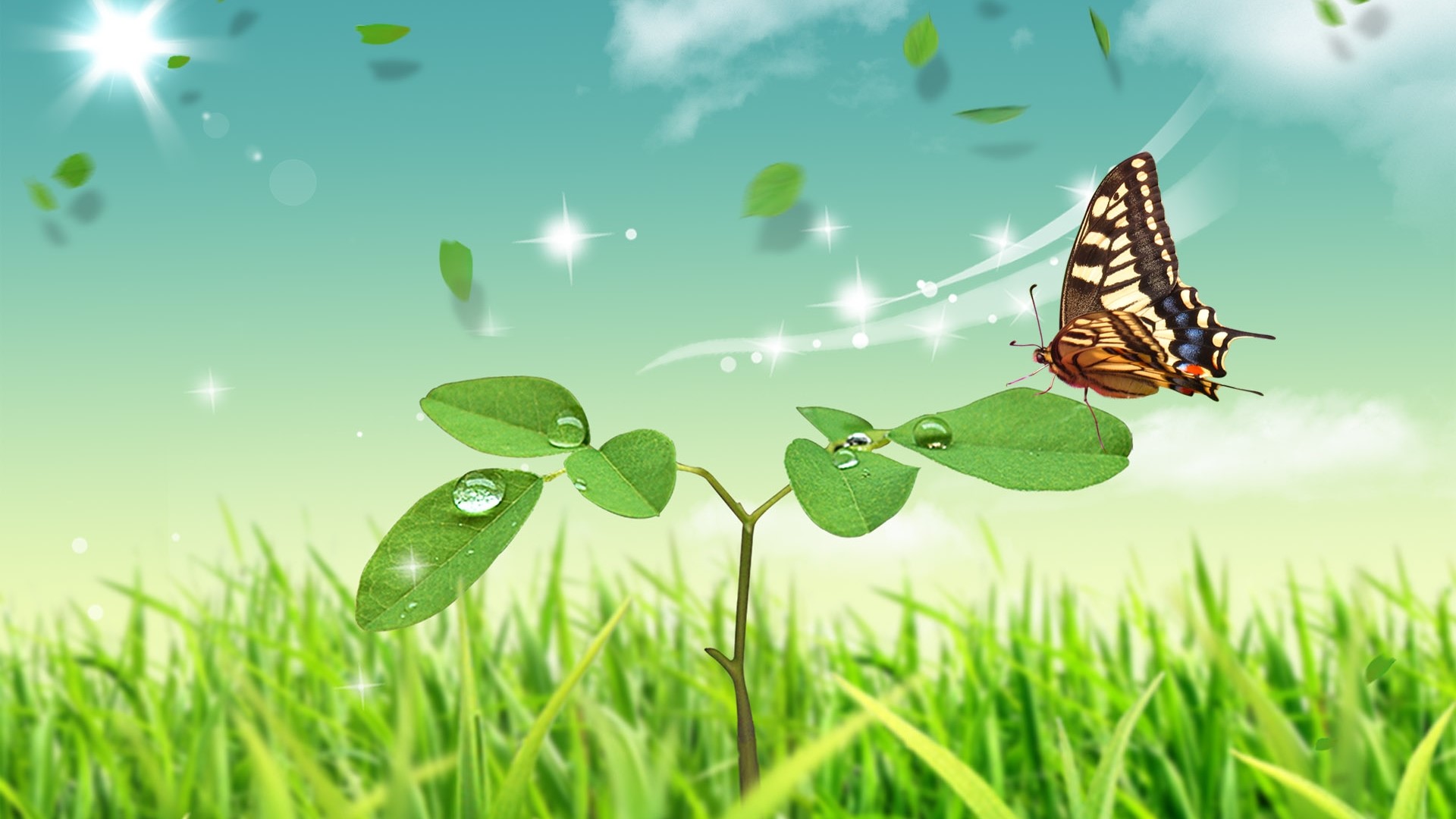 Butterfly on a leaf with water droplets HD Wallpaper