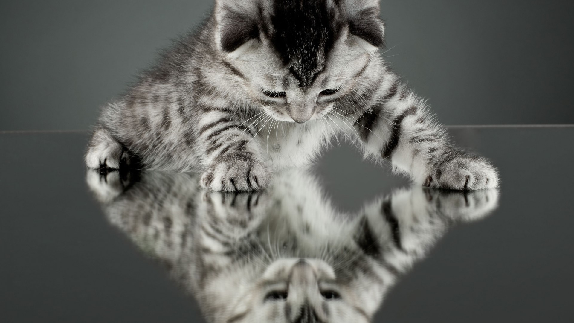 Kitten looking at its reflection on a mirror HD Wallpaper